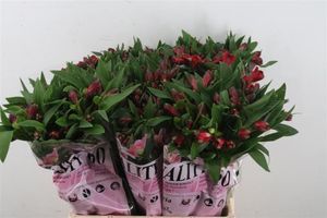 ALSTROEMERIA FORZA XL 80
